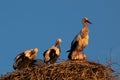 Storks on the nest at sunset Po valley