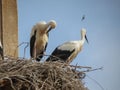 Storks in a nest Royalty Free Stock Photo