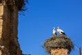 Storks nesting in Chellah sanctuary in Rabat, Morocco