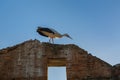 Storks nesting in Chellah sanctuary in Rabat, Morocco