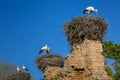 Storks nesting in Chellah sanctuary in Rabat, Morocco Royalty Free Stock Photo