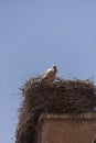 Storks nesting on a rooftop in Marrakesch Royalty Free Stock Photo