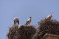 Storks nesting on a rooftop in Marrakesch