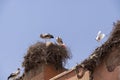 Storks nesting on a rooftop in Marrakesch