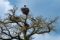 Storks in an old oak tree