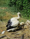 storks in the park at summer Royalty Free Stock Photo