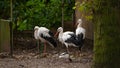 Storks in the reserve.Group of birds storks and duck in the park Royalty Free Stock Photo