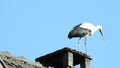 Storks on a roof