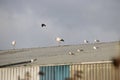 Storks and seagulls on the roof of garbage storages in alphen aan den Rijn.