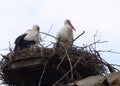 Storks seeking shelter in there nest on the roof top