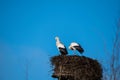 storks are sitting in their nest with blue sky as background Royalty Free Stock Photo