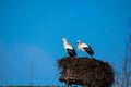 storks are sitting in their nest with blue sky as background Royalty Free Stock Photo