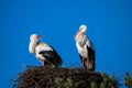 storks are sitting in their nest with blue sky as background Royalty Free Stock Photo