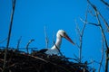 storks are sitting in their nest with blue sky as background Royalty Free Stock Photo
