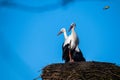 storks are sitting in their nest with blue sky as background Royalty Free Stock Photo