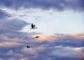 Storks in the sky Royalty Free Stock Photo