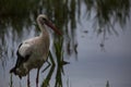 Storks in spring in Aiguamolls De L`Emporda Nature Reserve, Spain