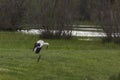 Storks in spring in Aiguamolls De L`Emporda Nature Reserve, Spain