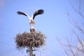 Storks spring news reporter migratory birds Royalty Free Stock Photo