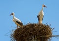 Storks stand in nest on top of pole or pillar in city, couple of white birds on blue sky background in summer. Wild stork family Royalty Free Stock Photo