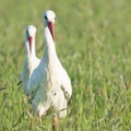 Storks standing in grass