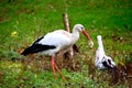 Storks Royalty Free Stock Photo