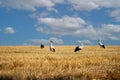 Storks on a stubble field Royalty Free Stock Photo