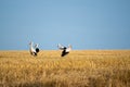 Storks on a stubble field Royalty Free Stock Photo