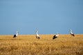 Storks on a stubble field Royalty Free Stock Photo