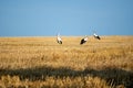 Storks on a stubble field Royalty Free Stock Photo