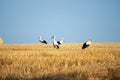 Storks on a stubble field Royalty Free Stock Photo