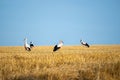 Storks on a stubble field Royalty Free Stock Photo