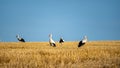 Storks on a stubble field Royalty Free Stock Photo