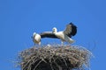 Storks in their nest Royalty Free Stock Photo