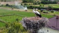 Storks on their nest in the Romanian village Recea Cristur Royalty Free Stock Photo