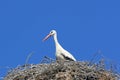 Storks in their nest Royalty Free Stock Photo