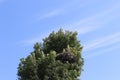 Storks are in their nest on the top of a tall tree. Royalty Free Stock Photo