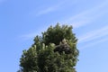 Storks are in their nest on the top of a tall tree. Royalty Free Stock Photo