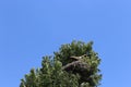 Storks are in their nest on the top of a tall tree. Royalty Free Stock Photo