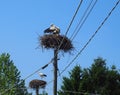 Storks in their nests on the high voltage columns Royalty Free Stock Photo