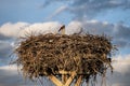 Storks and their nests in the spring, a stork is waiting in its nest Royalty Free Stock Photo