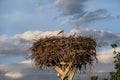 Storks and their nests in the spring, a stork is waiting in its nest Royalty Free Stock Photo