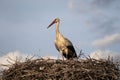 Storks and their nests in the spring, a stork is waiting in its nest Royalty Free Stock Photo