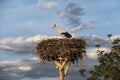 Storks and their nests in the spring, a stork is waiting in its nest Royalty Free Stock Photo