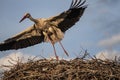 Storks and their nests in the spring, a stork is waiting in its nest Royalty Free Stock Photo