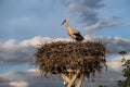 Storks and their nests in the spring, a stork is waiting in its nest Royalty Free Stock Photo