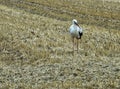 The storks are about to fly away. Mowed wheat field. Royalty Free Stock Photo