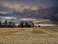 The storks are about to fly away. Mowed wheat field Royalty Free Stock Photo