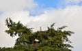 Storks at the top of the tree Royalty Free Stock Photo