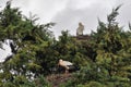 Storks at the top of the tree